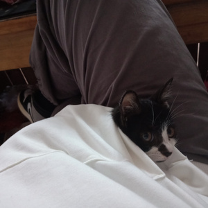 黄片aPP视频链接(小黄瓜)
