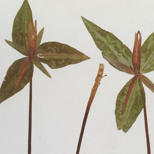 日木女性与动交zoz0z
