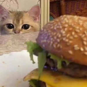 外国美女阴道变态拳交
